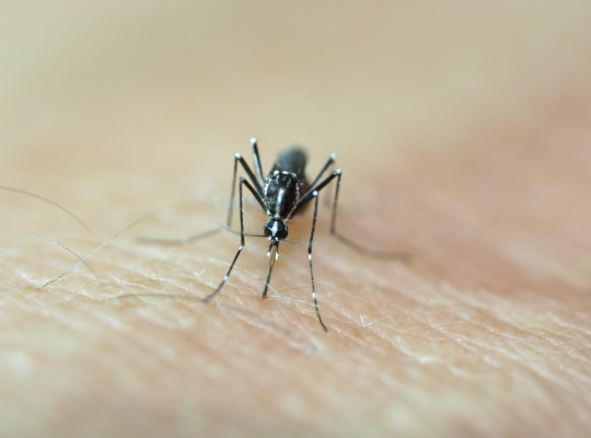 Femmina adulta zanzara Ae albopictus