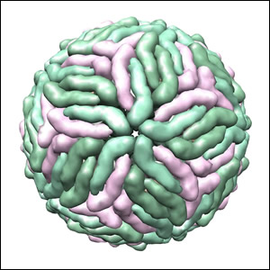 Casi importati di arbovirus in Emilia-Romagna nel 2023