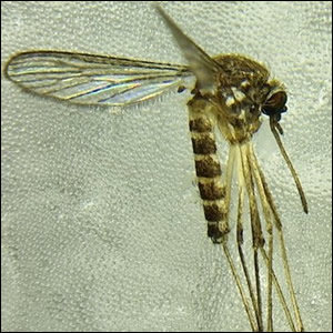 Culex perexiguus: una novità per l’Emilia-Romagna 