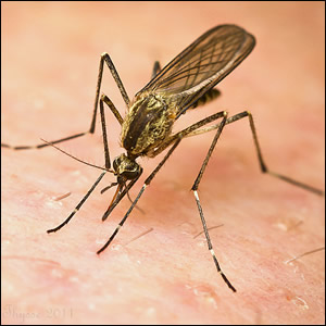 Analisi storica delle dinamiche di popolazione di Aedes vexans in Emilia-Romagna