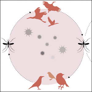 Sorveglianza entomologica dei virus West Nile e Usutu in Emilia-Romagna nel 2023