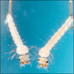 Problematico l’utilizzo di S-Methoprene per i trattamenti antilarvali contro le zanzare